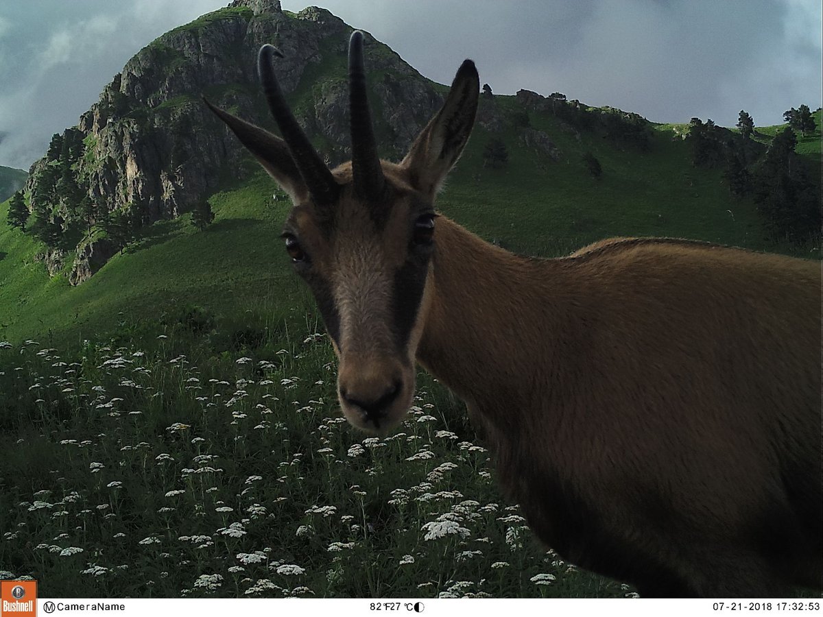 trailcam (@trail_cams) on Twitter photo 