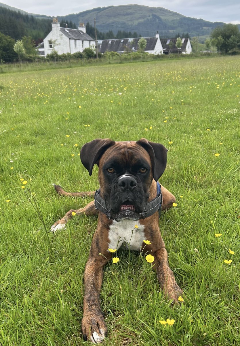 BecksBoxer's tweet image. Laghana the highlands - decided to go for a walk rather than watch TV 馃悤馃彺鬆仹鬆仮鬆伋鬆仯鬆伌鬆伩