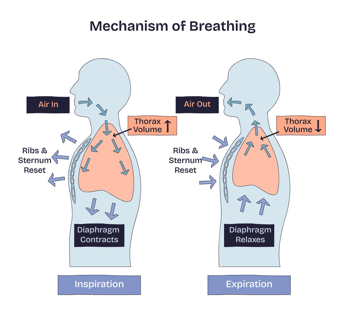 RespiratoryZone's tweet image. The mechanism of breathing refers to the physiological process of inhalation and exhalation that moves air into and out of the lungs. It involves the coordinated action of the diaphragm, intercostal muscles, and changes in thoracic pressure to facilitate gas exchange.