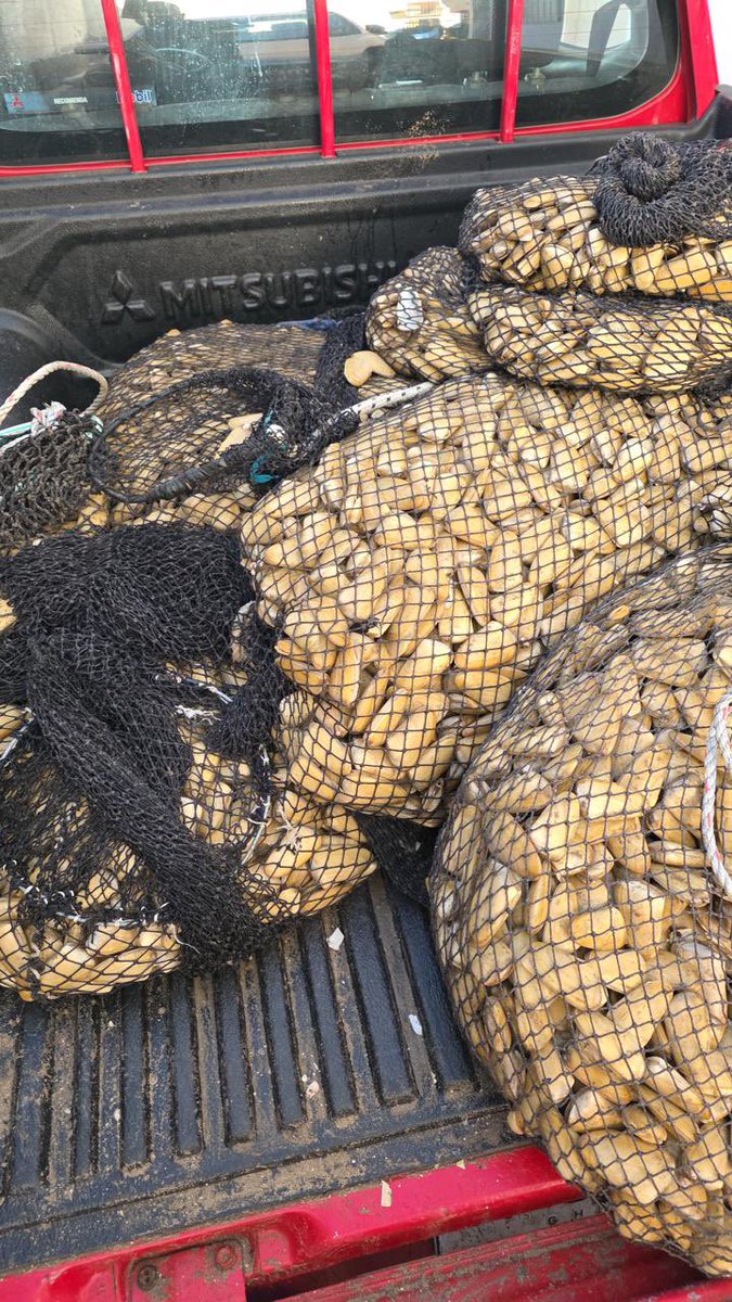 Caldera_Informa's tweet photo. 🚨 INCAUTACIÓN DE MACHAS EN VEDA EN CALDERA 🚨

Gracias a un operativo conjunto entre SERNAPESCA, Carabineros, la Armada y la Seremi de Seguridad Pública, se logró interceptar un vehículo que transportaba 400 kilos de machas en plena veda extractiva.

#Caldera #Atacama https://t.co/ruO3P0Djt1