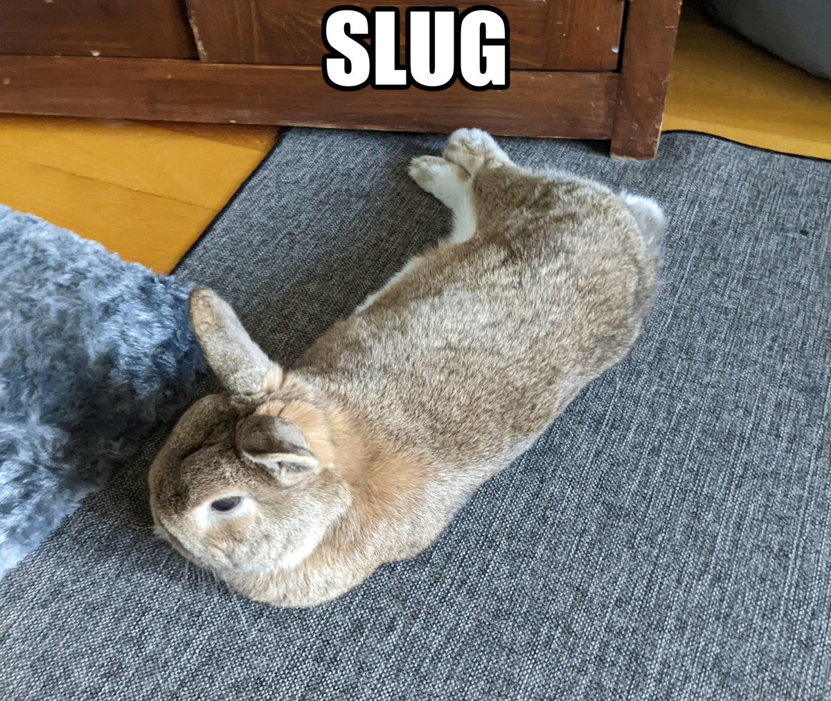 Riley :3 (bnuuy coded🐇) (@swarce_) on Twitter photo 