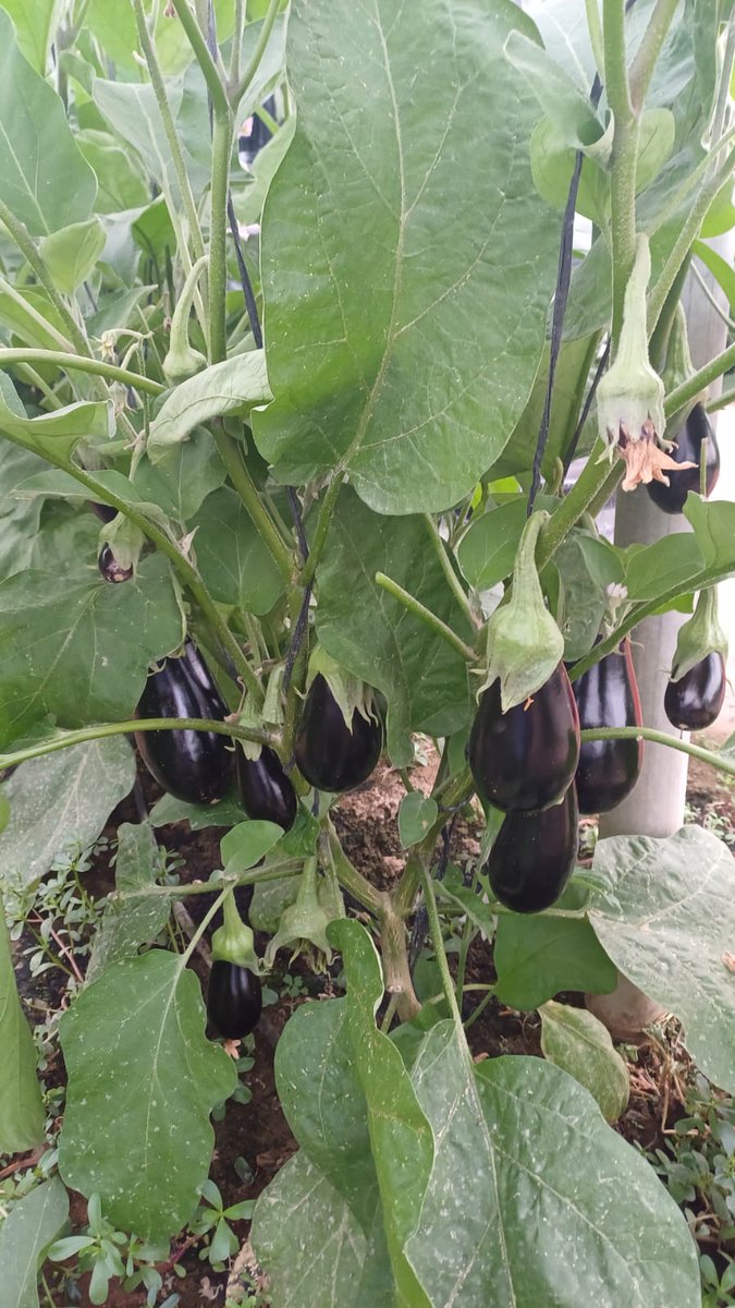 luistrillomata's tweet image. ¿Que os parece este cultivo de primavera de berenjena 🍆  Nelka de @rijkzwaanES bajo plástico?