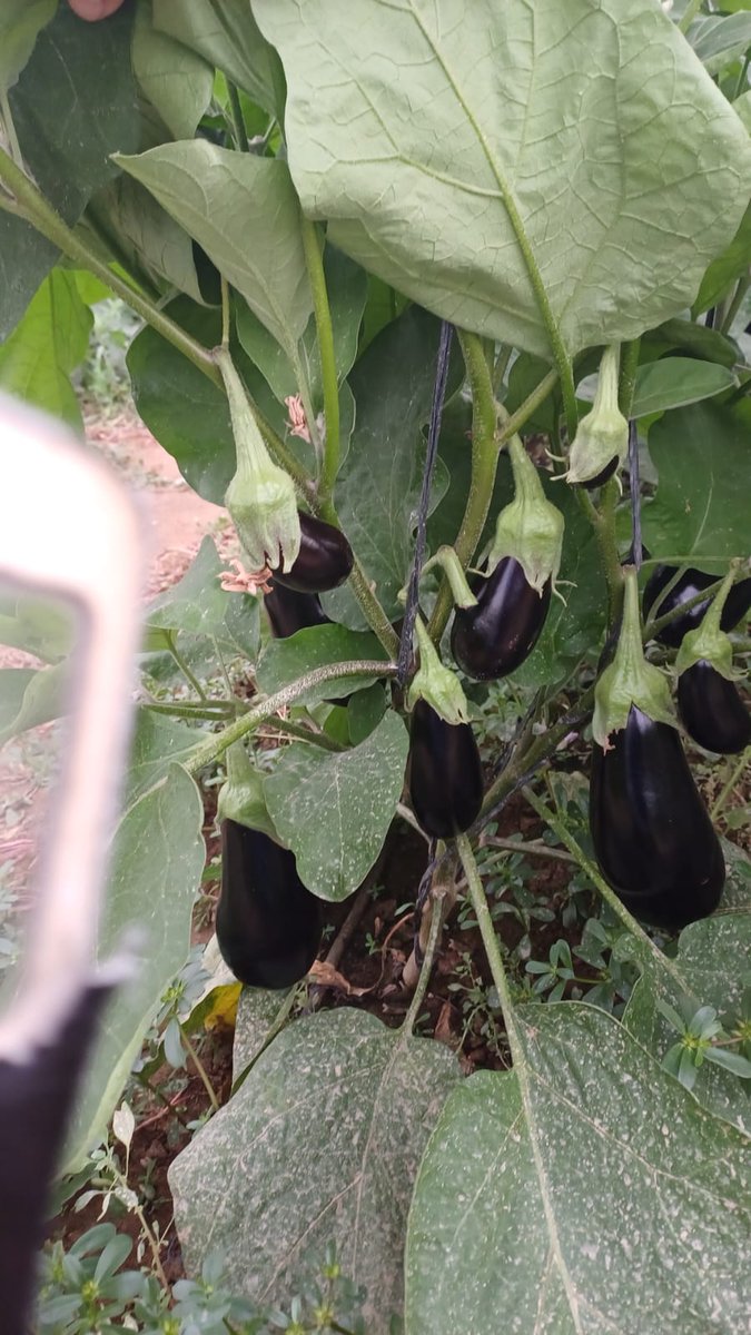 luistrillomata's tweet image. ¿Que os parece este cultivo de primavera de berenjena 🍆  Nelka de @rijkzwaanES bajo plástico?