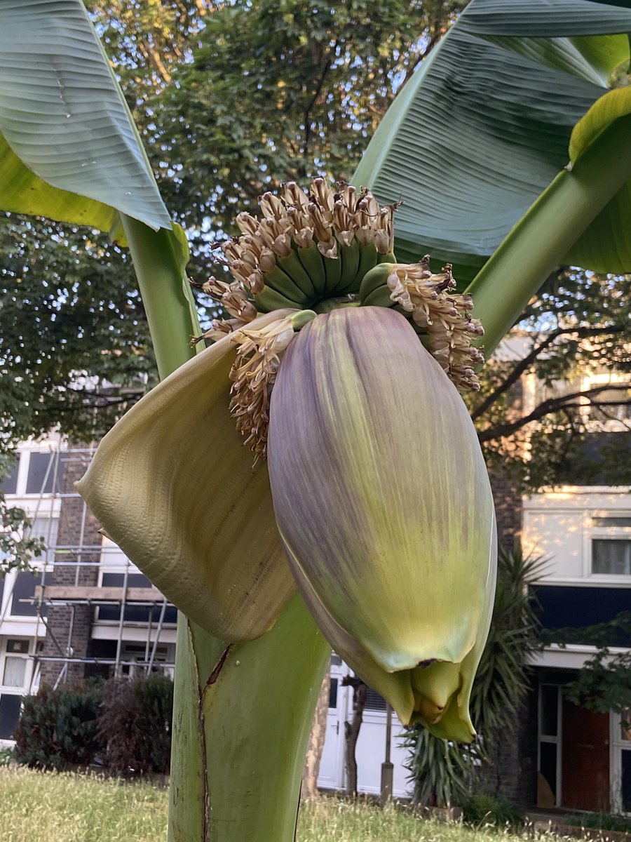 Ian Harrison tweet media