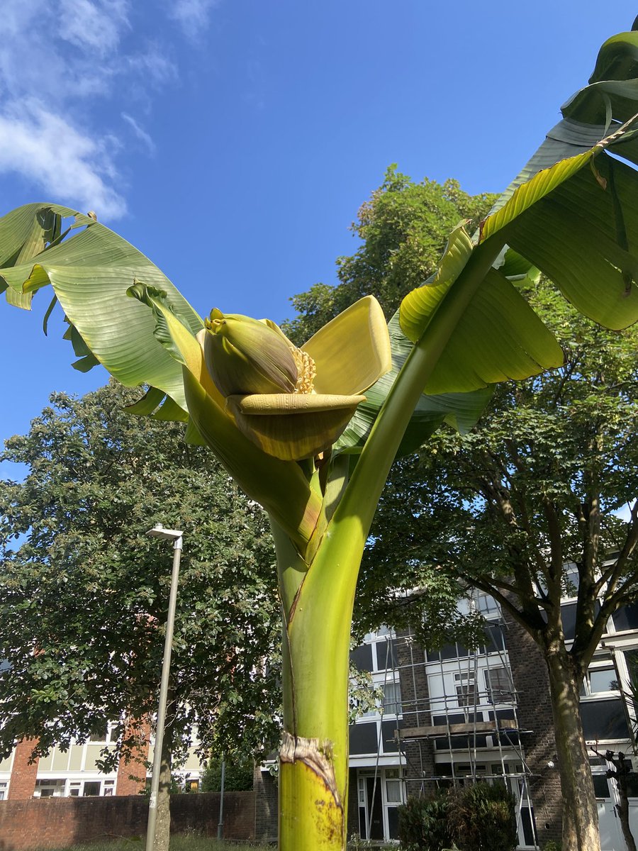 Ian Harrison tweet media