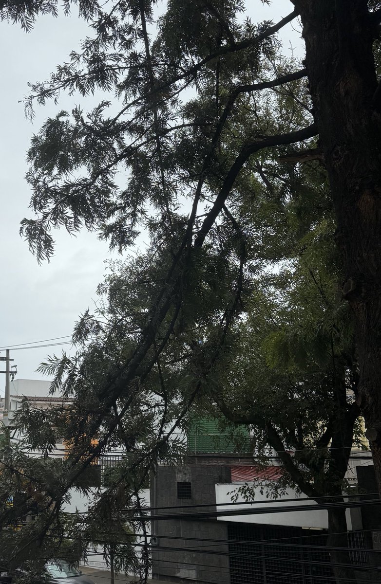 mirch_p's tweet photo. @C5_CDMX @Bomberos_CDMX 4 ramas rotas a punto caer. URGE cortar 🙏. Riesgo coches, casa y peatones! Mismo árbol enfermo c/ramas débiles reportado desde el 4 de abril con @AccionesBJ @BJAlcaldia @BJAlcaldia_ ya cayó una rama a una persona! Calle Comunal, Acacias. @AcaciasColonia https://t.co/9rEjPYIOJA