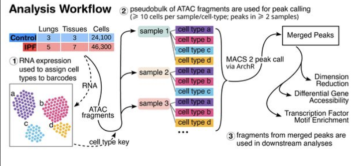 KaminskiMed's tweet photo. 4/n 
@10xGenomics Multiome analysis allowed us to establish Aberrant Basaloid Cells as a distinct lung cell population. It is different from all other lung cells and characterized by ⬆️⬆️ AP1 accessibility reminiscent of Injury memory retention
#Multiome
https://t.co/rd7lxp4u5b https://t.co/m3wjcagLou