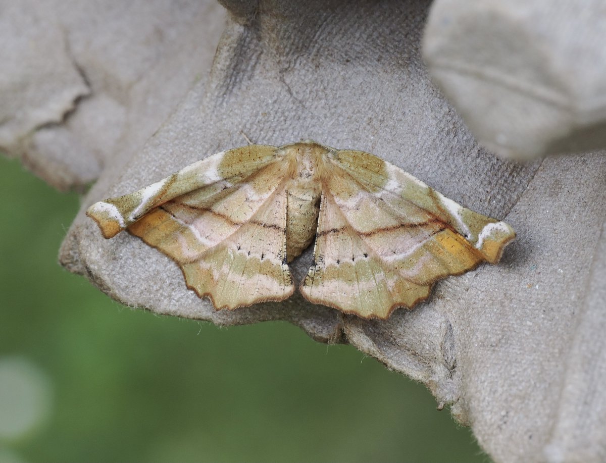 rlewington2's tweet image. One of my favourite moths from last night, the withered leaf-like female Lilac Beauty