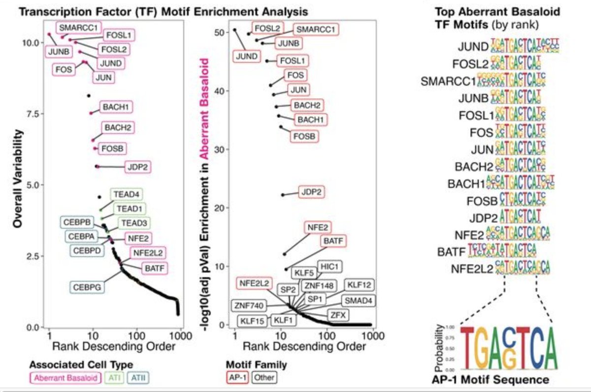 KaminskiMed's tweet photo. 4/n 
@10xGenomics Multiome analysis allowed us to establish Aberrant Basaloid Cells as a distinct lung cell population. It is different from all other lung cells and characterized by ⬆️⬆️ AP1 accessibility reminiscent of Injury memory retention
#Multiome
https://t.co/rd7lxp4u5b https://t.co/m3wjcagLou