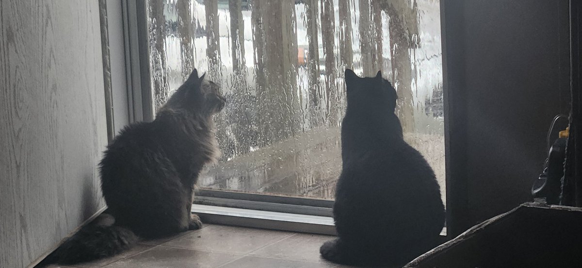 GobitVrc's tweet image. Cats!!!!!