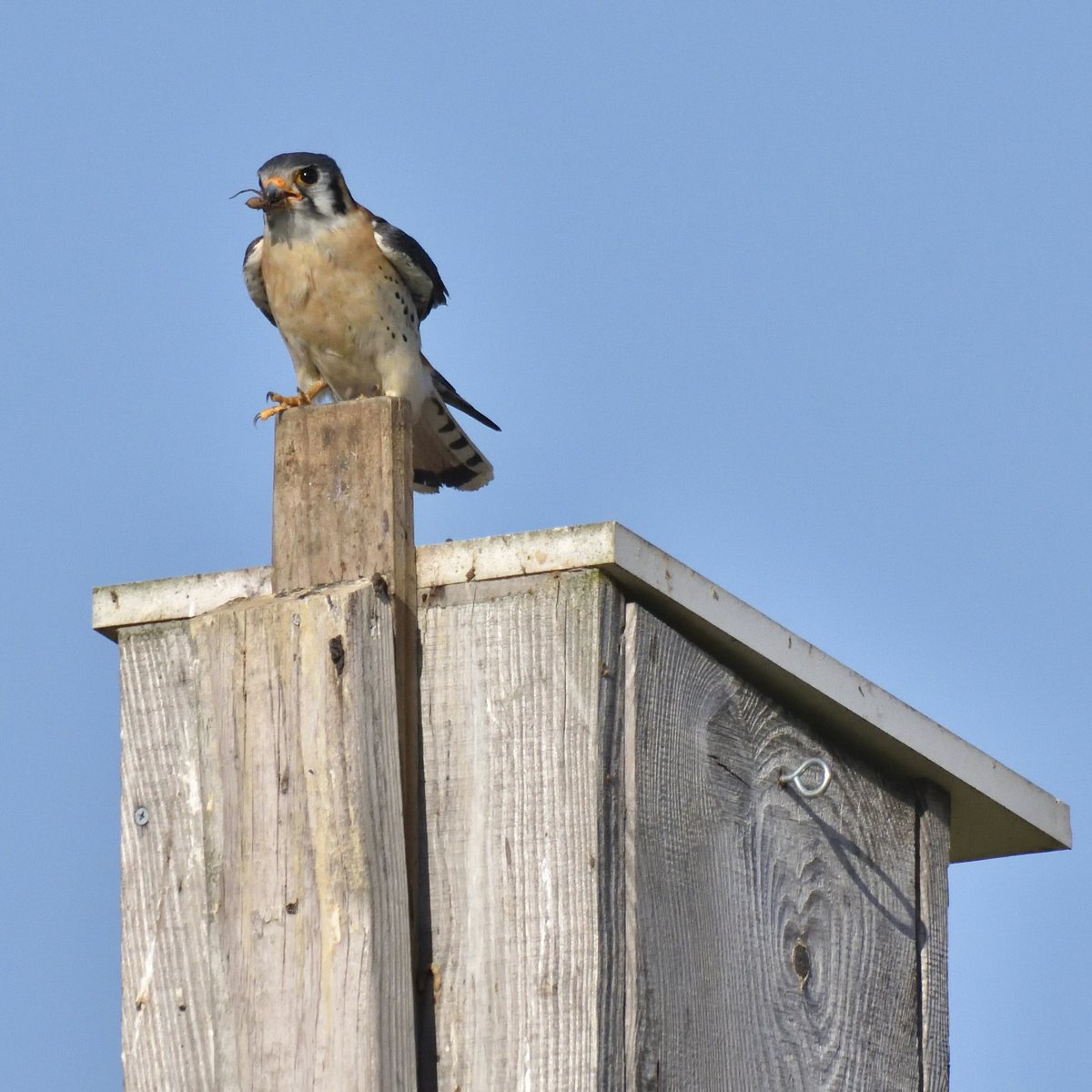 Happy Father’s Day! 🪺

Male American kestrels (and most raptor species) are great dads, helping their partners raise young every step of the way! They share incubation and hunting duties with mom!

Photo 📸 of male American kestrel with spider prey on nest box by Bill Moses