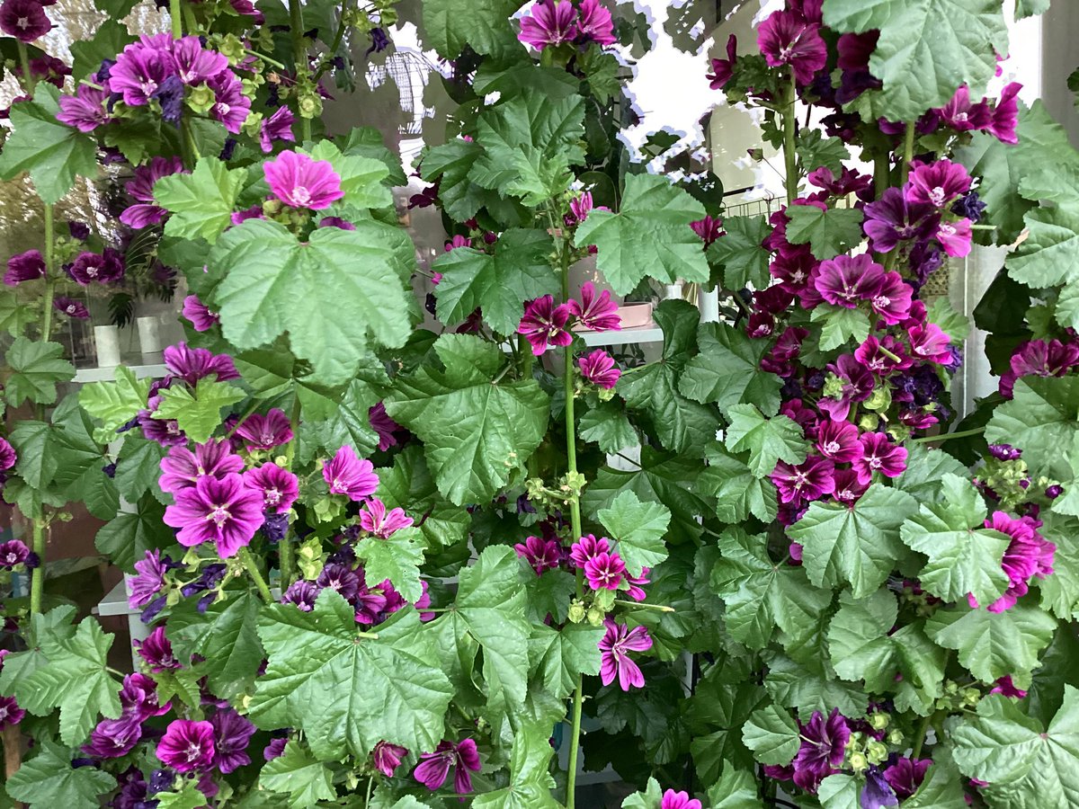 Voor het raam op het balkon