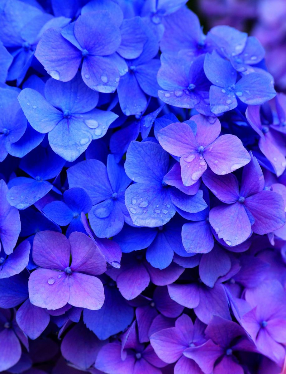 yasuhiroimamiya's tweet photo. シャガール絵画のような紫陽花

#紫陽花 #あじさい #アジサイ https://t.co/XhWLnxjsBJ