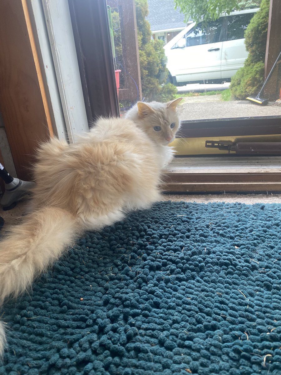 This is Alastor and he’s been very sick. Please send positive vibes