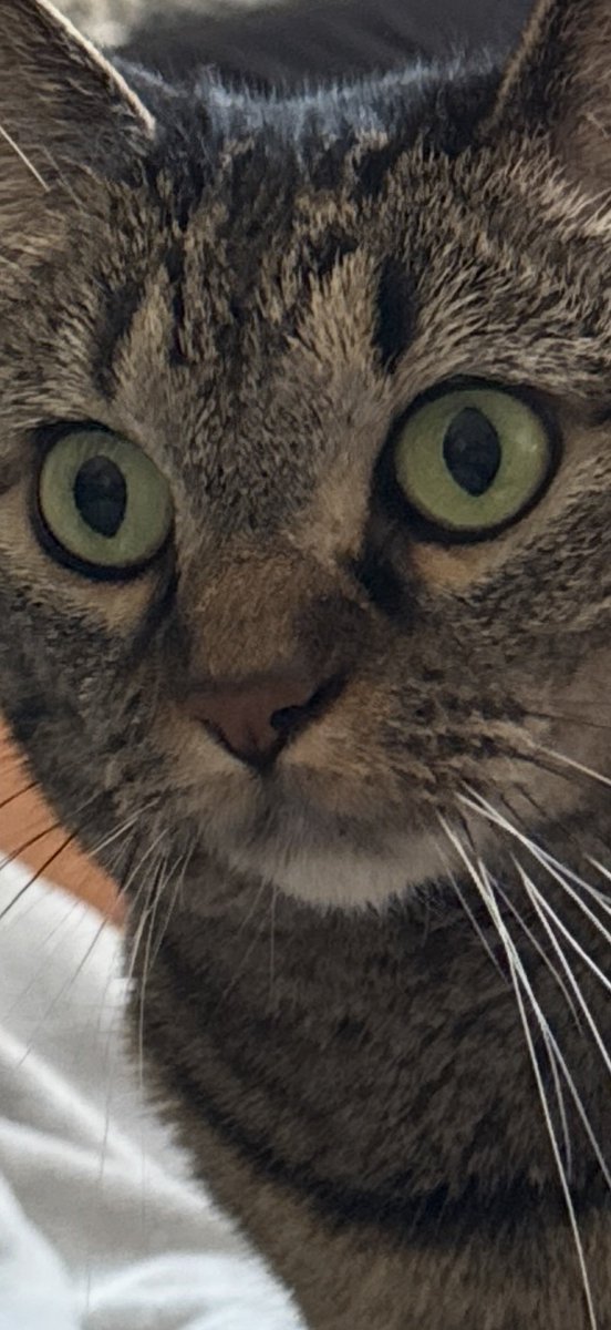 Kittens (@abunchuhkittens) / Posts / X