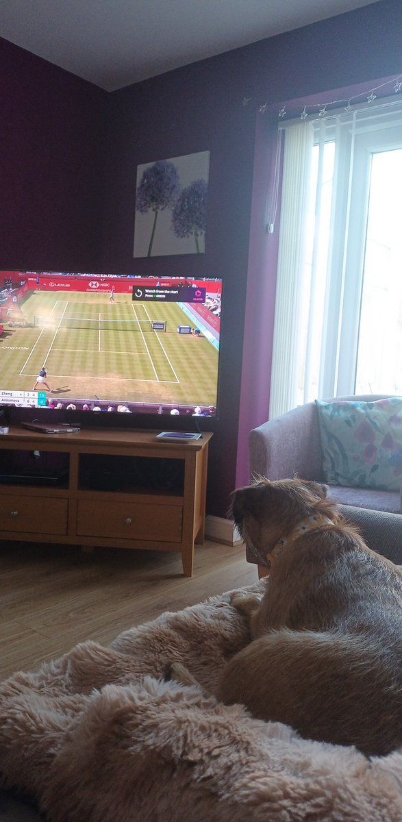 Mim enjoying #Queens 🎾 #BorderTerrier 🐶😊