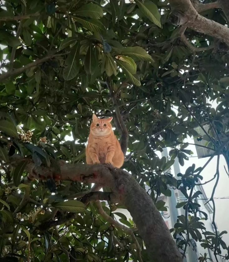 Why you should have a cat (@shouldhavecat) on Twitter photo 