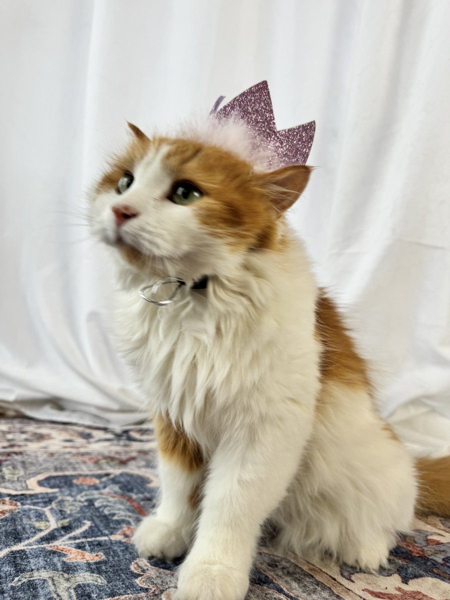 No Kings.
Just Queens.