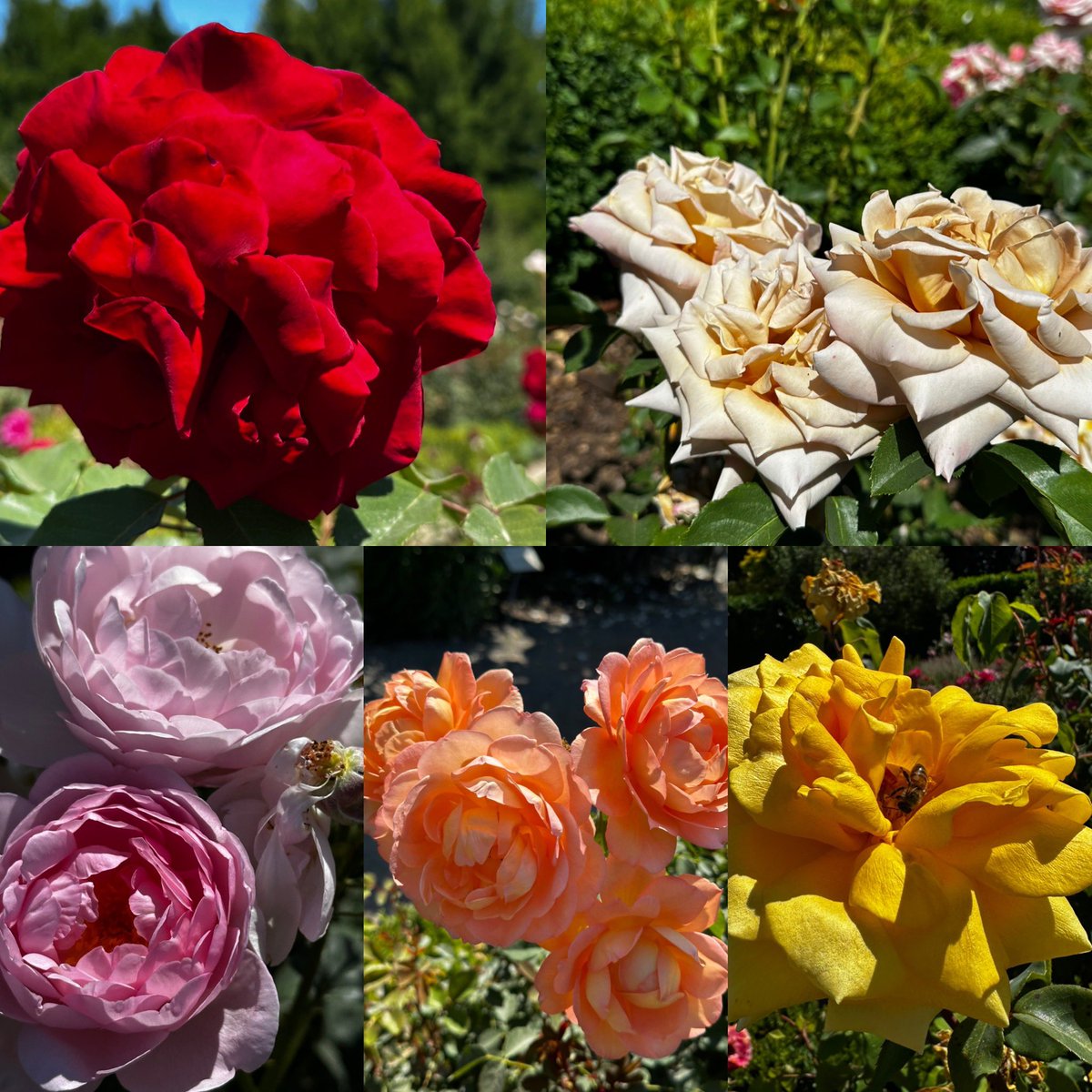 A surfeit of gorgeous roses at the rose garden in Filoli <a href="/_filoli/">Filoli</a> #gardens #roses