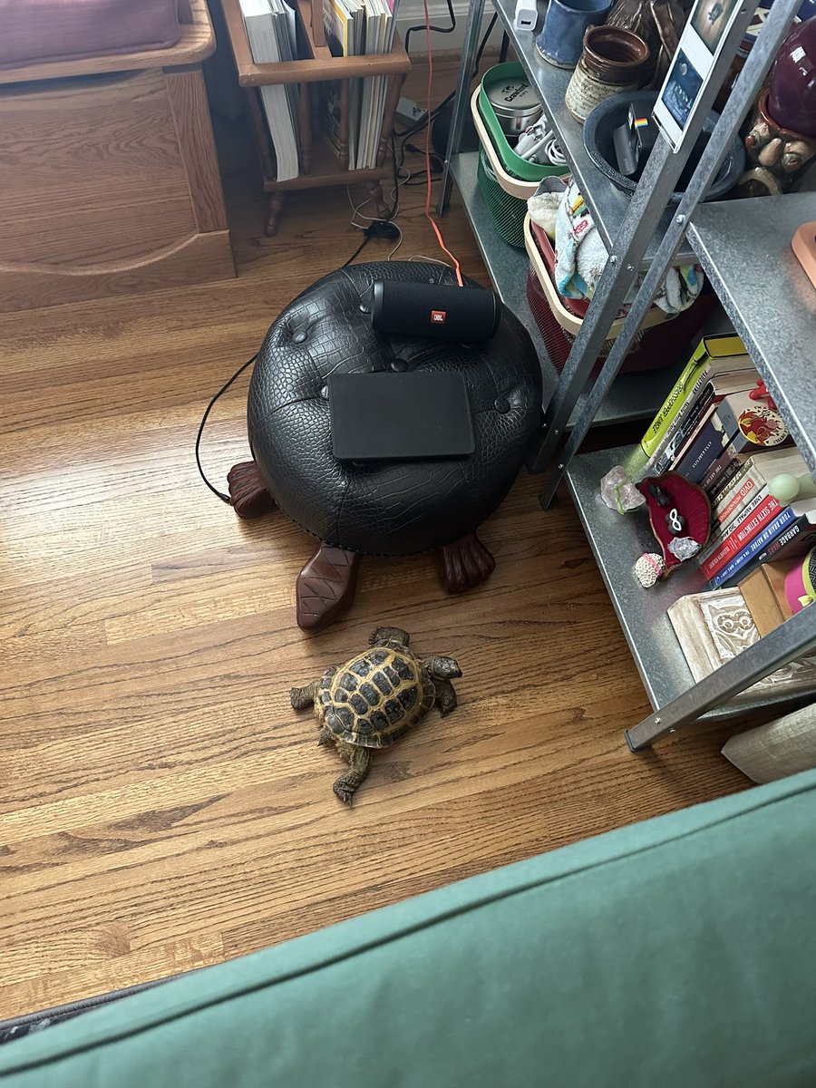 turtleneckboy84's tweet photo. SHE KEEPS COMING BACK WHEN I MOVE HER I CANT https://t.co/x7Oai2ykA8