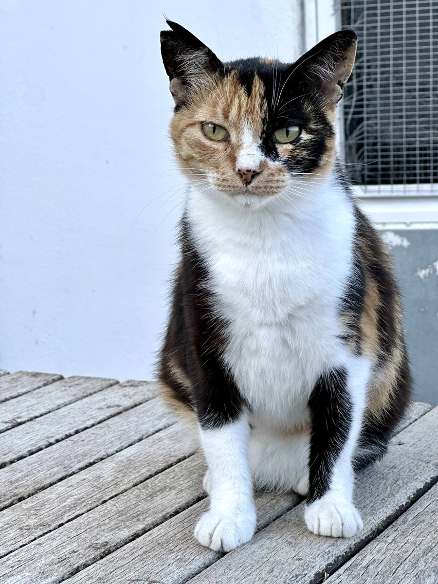 CatsofIraklia's tweet image. Meet Millie, a spayed female pictured now and as a kitten five years ago, and one of the Aegean #Cats we care for on this tiny Greek island.
You can help the #cats and celebrate Millie’s fifth birthday by donating now to fund vital healthcare &amp;amp; food. Purr!
gofundme.com/f/cats-of-irak…