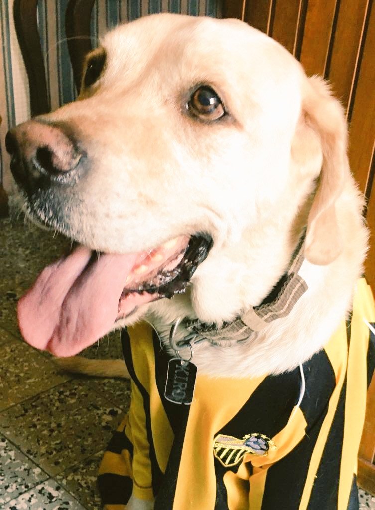 HA3010's tweet image. Lista la cábala para la final. ¡Vamos AURINEGROS! ⚽💛🖤🦮 #Kiro