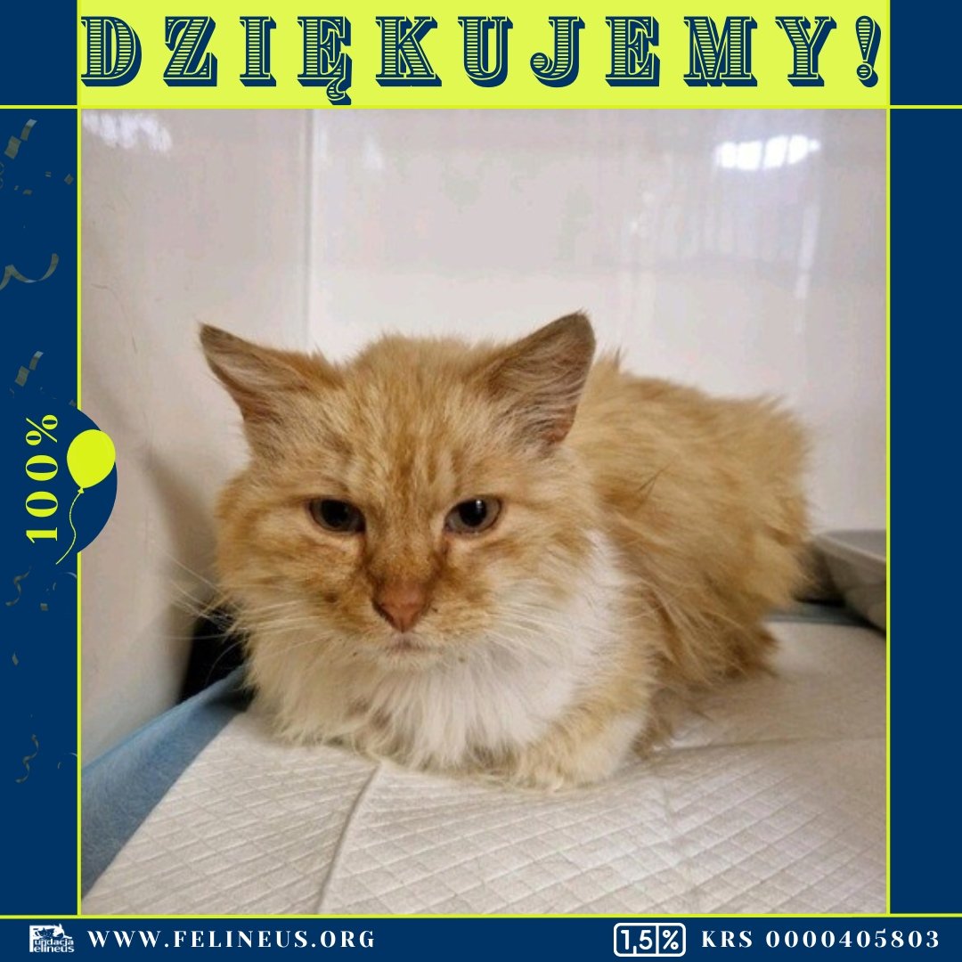 Fᴜɴᴅᴀᴄᴊᴀ Fᴇʟɪɴᴇᴜs (@f_felineus) on Twitter photo Żył jak bezdomny. Dzięki Wam dostał nowe, lepsze życie. Bez bólu, cierpienia. Ethan wciąż niestety boryka się z problemami zdrowotnymi.
Ale mamy nadzieję, że szybko się to zmieni.
Dla przypomnienia historii podsyłamy link do zbiórki:
ratujemyzwierzaki.pl/ethan-felineus
<a href="/Lukas921/">Lukas92🇵🇱🇺🇦🇪🇺🇮🇱🏳️🌈🇱🇺🇺🇲</a> Żył jak bezdomny. Dzięki Wam dostał nowe, lepsze życie. Bez bólu, cierpienia. Ethan wciąż niestety boryka się z problemami zdrowotnymi.
Ale mamy nadzieję, że szybko się to zmieni.
Dla przypomnienia historii podsyłamy link do zbiórki:
ratujemyzwierzaki.pl/ethan-felineus
<a href="/Lukas921/">Lukas92🇵🇱🇺🇦🇪🇺🇮🇱🏳️🌈🇱🇺🇺🇲</a>