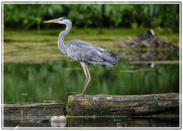 Darren Smith Photography (@photos_dsmith) on Twitter photo A #heron looking out for a meal whilst taking a break on a #lake in #Stockport #England. Shot using <a href="/UKNikon/">Nikon UK & Ireland</a> by an #awardwinning #photographer / #photography #business. See more #photos at darrensmith.org.uk or #follow on #socialmedia #naturephotography #animalphotography A #heron looking out for a meal whilst taking a break on a #lake in #Stockport #England. Shot using <a href="/UKNikon/">Nikon UK & Ireland</a> by an #awardwinning #photographer / #photography #business. See more #photos at darrensmith.org.uk or #follow on #socialmedia #naturephotography #animalphotography