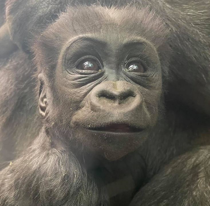 Tiny Gorilla (@gorilla_tiny) on Twitter photo 