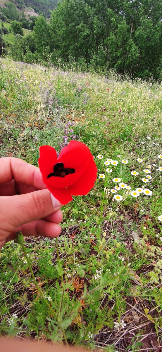 Yâr, ile yeksan olanın,
sinesinde güller açar.
Yar'sız sürülen devran,
Saraylar da bırakır naçar..

                              Hancıoğlu..

#GeceyeNotum 
#FreePalestine