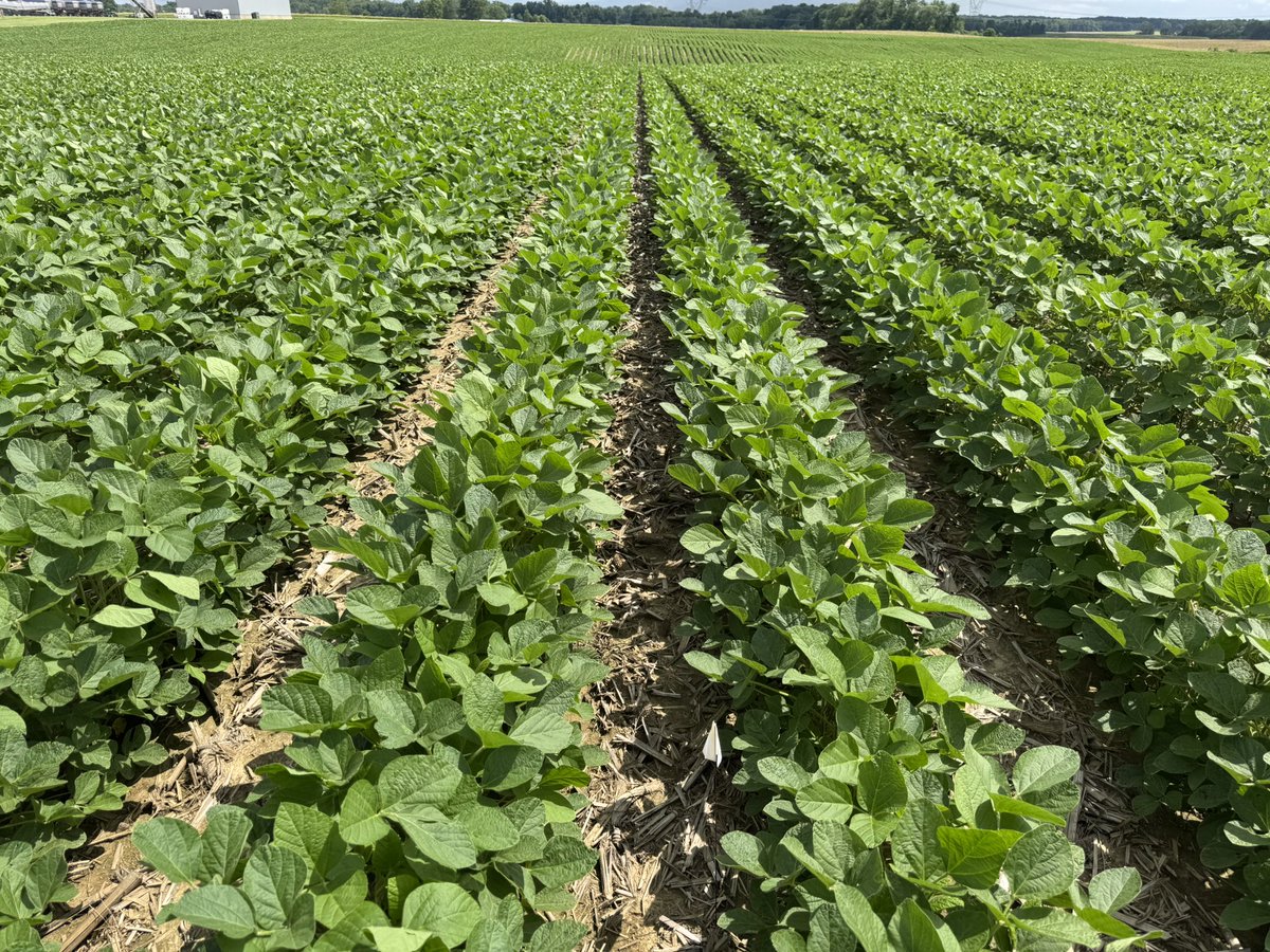 I’ve never been so happy to not see a growth response quite possibly ever. Left of flag is fall strip NO FERT and right of flag is fall strip WITH FERT.  Just maybe I can finally get a yield response out of fall fert strip without a towering bean that just grows tall.