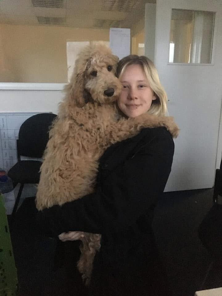 Lost Dog Recovery UK South tweet media