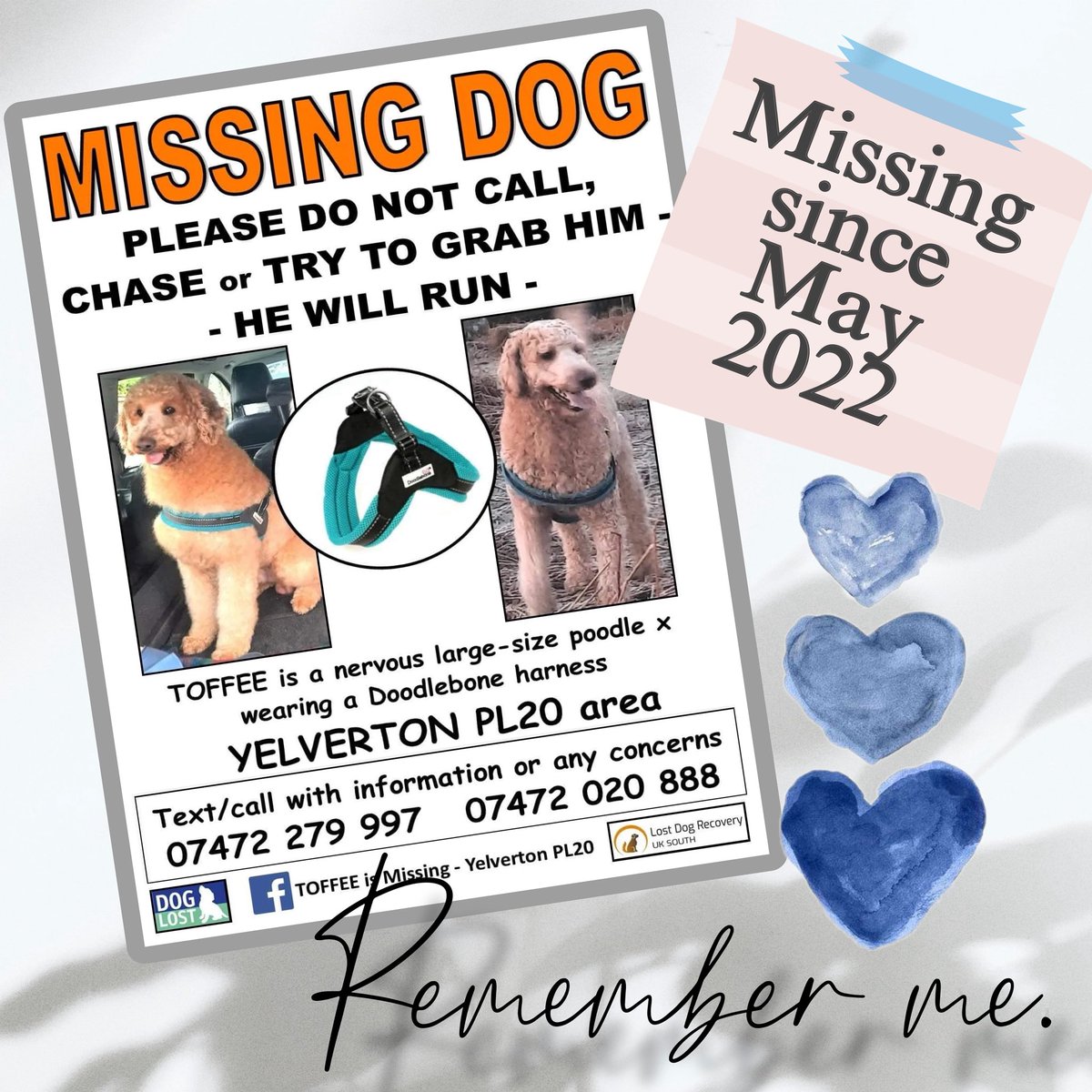Lost Dog Recovery UK South tweet media