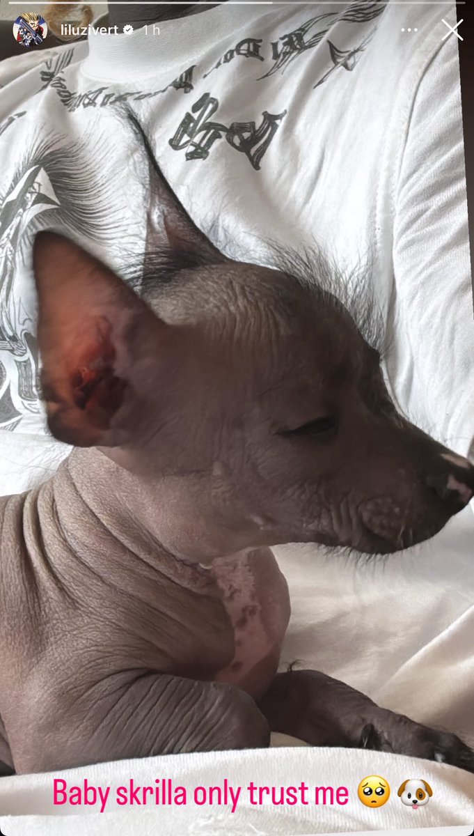 I love lil uzi vert, but this dog gotta be the ugliest mf ive ever seen 😭😭