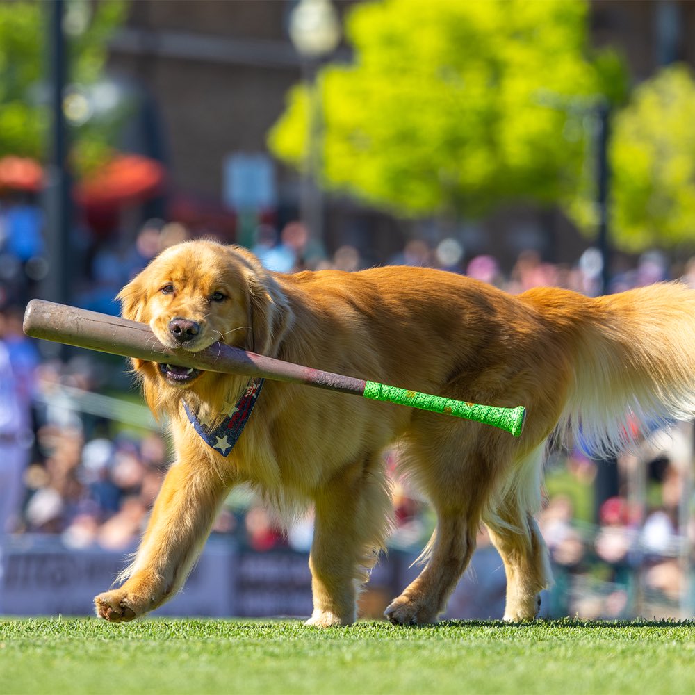 BRUCE GOES PRO 🐾
Sniff out this debut bundle: Plush + Pawtographed card while it lasts! ⚾

🛍️ redwings.milbstore.com/collections/br…