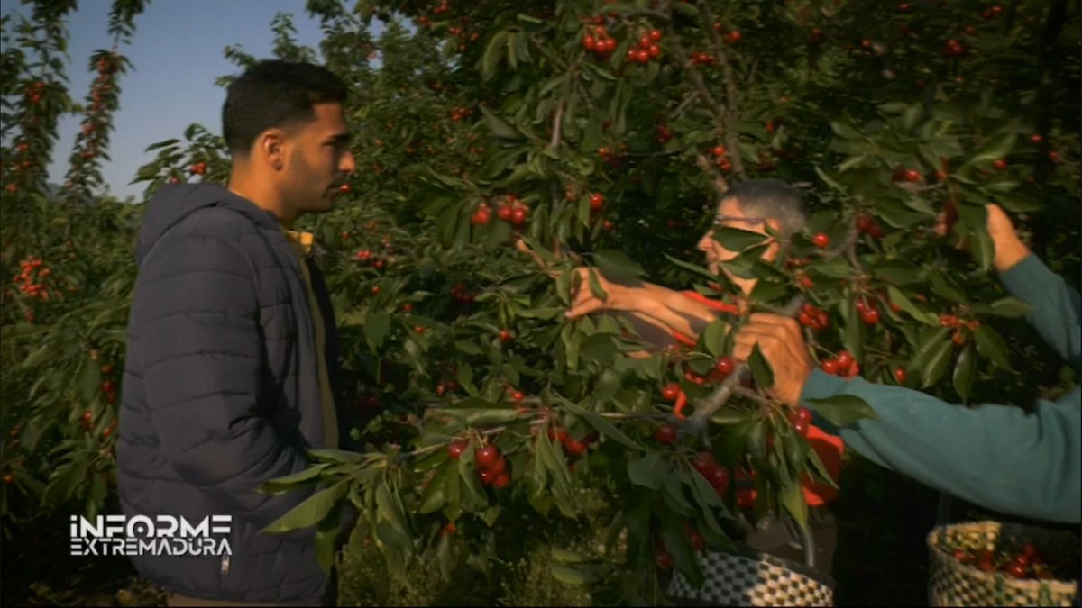 Informe Extremadura tweet media