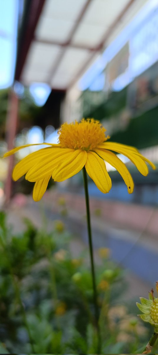 Swane47688833's tweet photo. Don't let anyone break you.
There may be people who secretly
want to see you fail.
That's okay.
Just stay strong and stand tall.
#Thoughtsfortoday
#photography #SundayYellow
#flowerphotography #flowersbeaute https://t.co/laFNkUvYwq