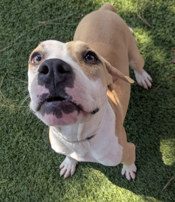 🆘💔🆘 Euth listed #puppy CARDAMOM out in the yard at Downey #California ACC🥰 8 months old, 31 lbs now, should be about 50 lb full grown - maybe less. Super sweet. Last of a litter of 4 found tied to a tree😲 Her sisters have all been adopted. Adopt TODAY🙏 info⬇️ #A5698764