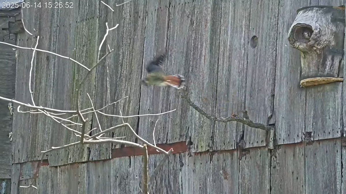 15:26 6/14 The male flies in with a meal but the remaining kestrel chick is blocking the entrance so he lands nearby and then flies away with the food.