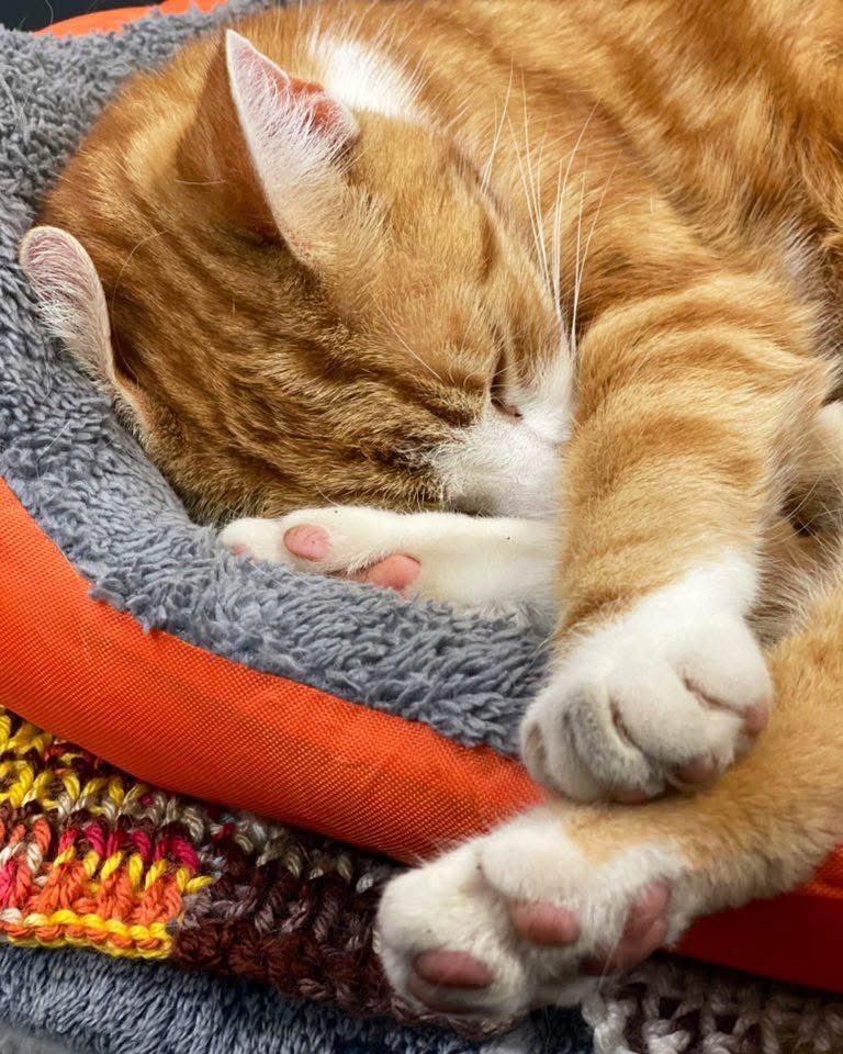 Night night sweet dreamies 

It’s often the smallest moments that leave the deepest mark, the little things that quietly fill life with meaning.

Cherish the little things 

 #cats #Cat #CatsOnTwitter #CatsOfTwitter