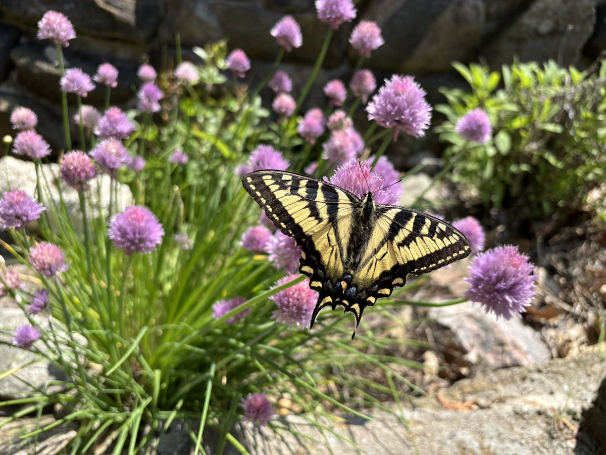 Carmine Minutillo tweet media