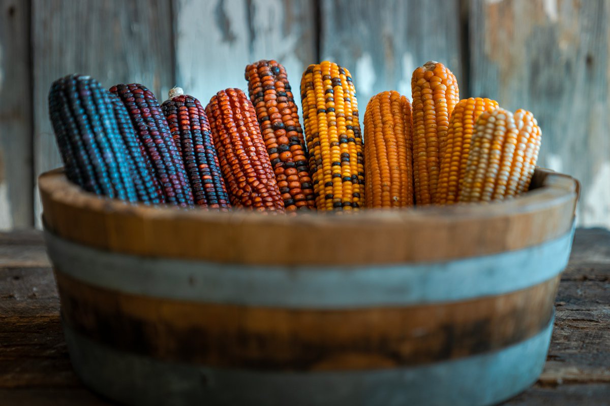 If you ask me, sipping on Missouri bourbon made from corn grown right outside the back door is a smooth way to celebrate National Bourbon Day here in the Show-Me State. 🥃

Raise your glass here: bit.ly/3FZPs1M

 — Mo #ThatsMyMO

📍  Wood Hat Spirits, New Florence