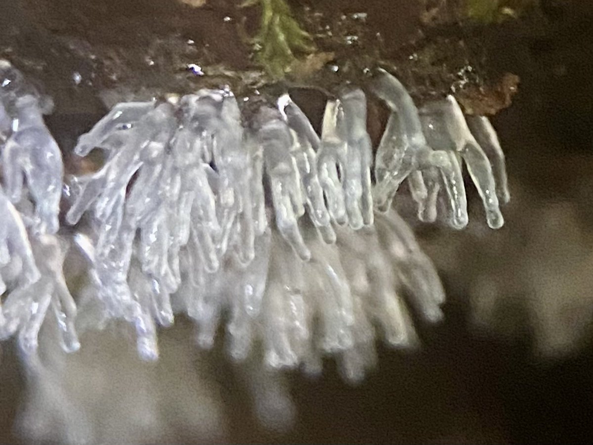 Steve Parsons ๐ (@stevepa46290725) on Twitter photo Common Coral Slime (Ceratiomyxa fruticulosa) at RSPB Cwm Clydach today #slimemould #slimemold <a href="/RSPBCymru/">RSPB Cymru</a> Common Coral Slime (Ceratiomyxa fruticulosa) at RSPB Cwm Clydach today #slimemould #slimemold <a href="/RSPBCymru/">RSPB Cymru</a>