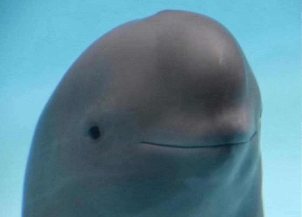 Uhhh... What the heck?