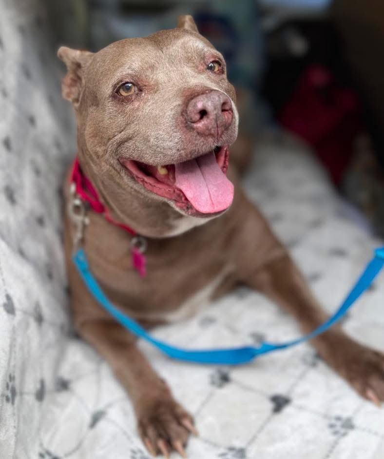 📣 ✨ Sugar is Safe. She’s Finally With Us. 

After more than a year of being forgotten in a boarding facility and abandoned by the very rescue that pulled her from the shelter, Sugar is out! She is safe. She is seen. She is loved. 
👇
