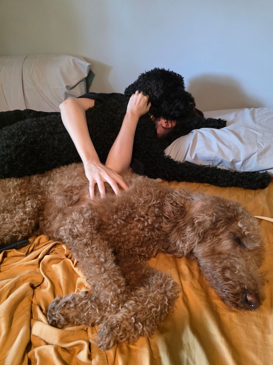 HKBradshaw's tweet image. Proximity seeking poodles