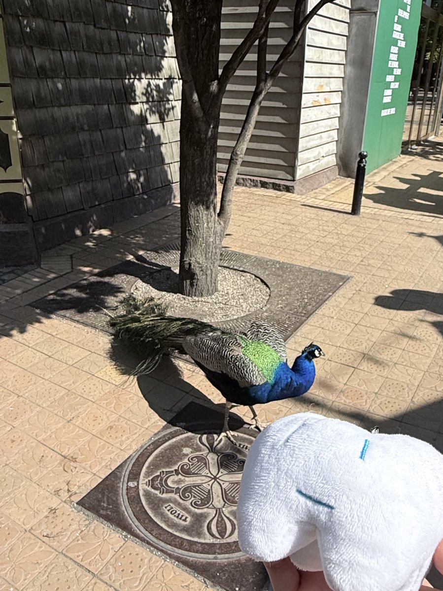 ado1024imokenp's tweet image. #AdoHibana

Thank you Copenhagen!
The energy was unimaginable from the colorful streets! See you again! Kawaisou!!