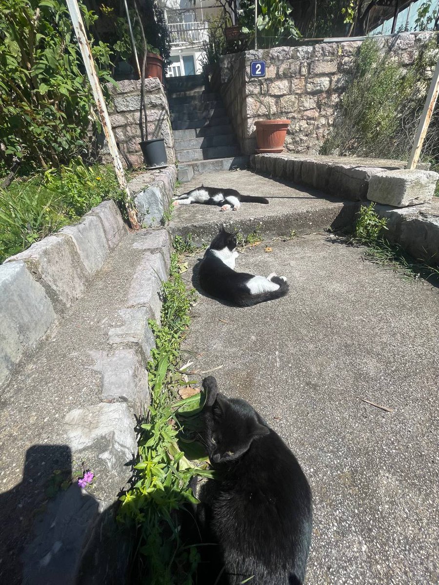 xd_shield's tweet image. touching grass with cats :D
@opensea #openseatouchgrass