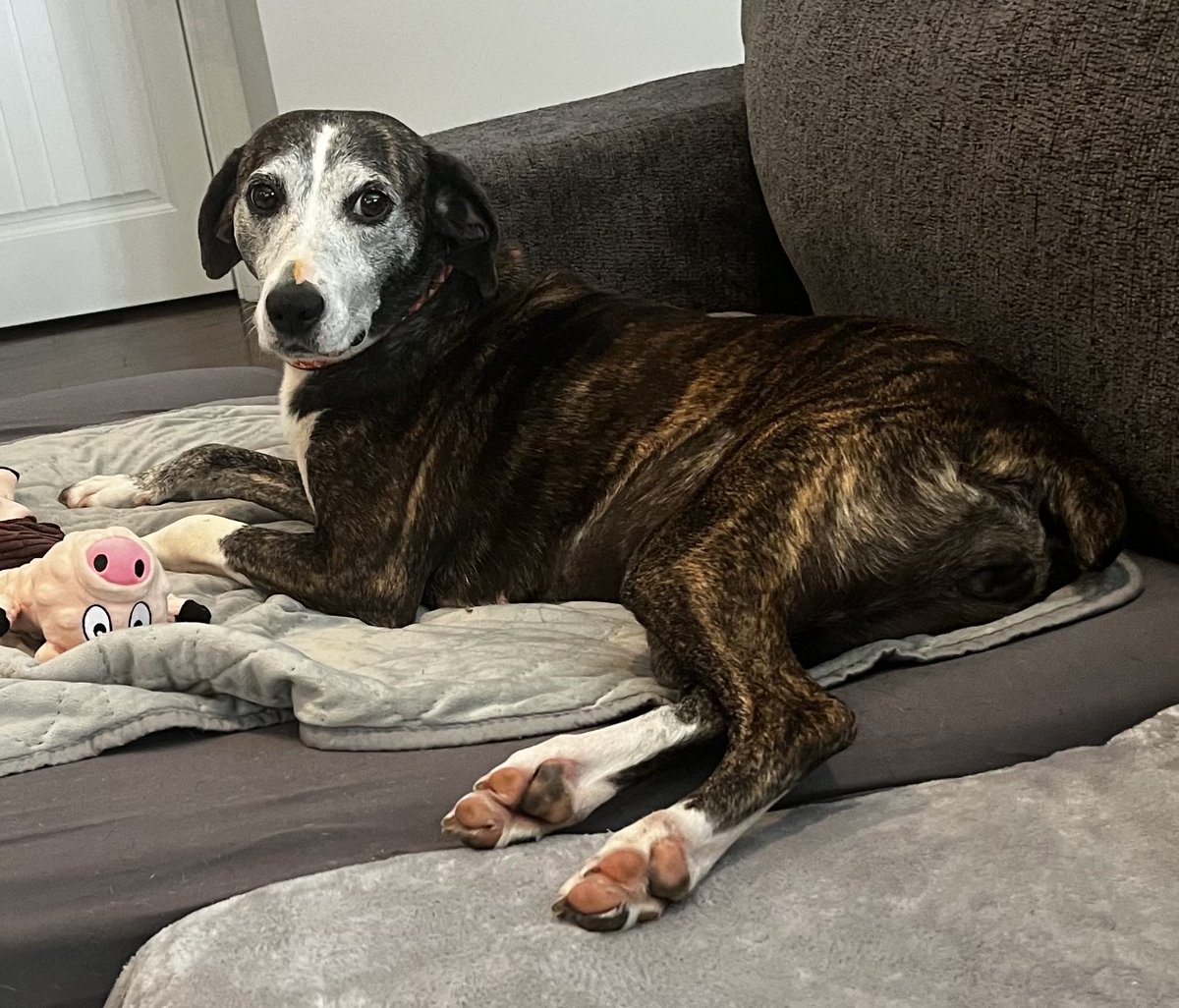 Still no new apps for beautiful Daisy.
She’s doing amazing in foster!
No potty accidents, sleeps all night, has had a perfect low/medium energy level and loves pets &amp; belly rubs!
About 10 yo, 39 lbs, pup friendly!
Nationwide transport to approved adopters!
Sponsored adoption fee!