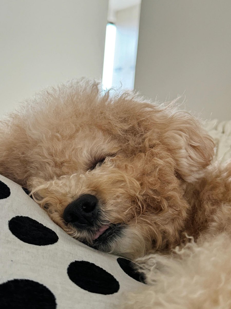 s0927501537's tweet photo. A picture of him sleeping when he was young, haha🤣🐶 https://t.co/WJRVPpRtUy